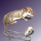 Illustration for article titled The smell that caused ancient mammals brains to double in size